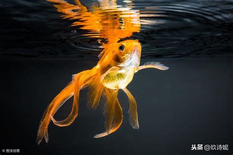 養金魚風水|風水‧養金魚——節錄自「風水專家催旺財」